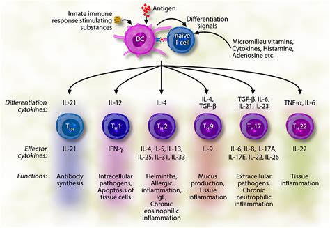 Role of interleukin.